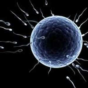 Câte sperma live și care afectează durata de viață a acestora